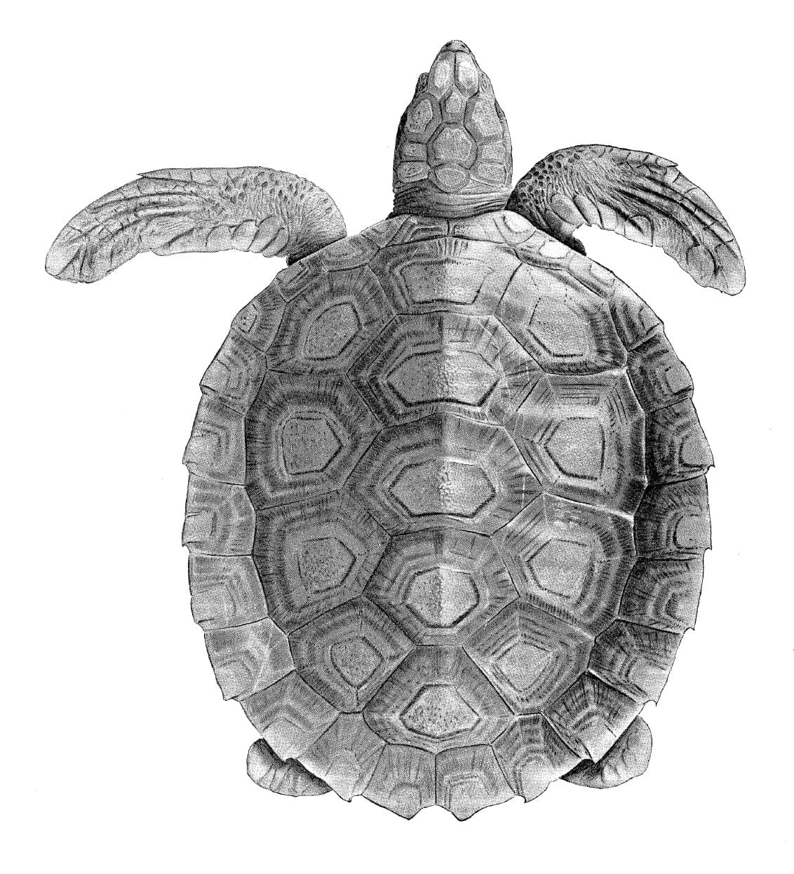 Flatback Sea Turtle (Natator depressus)