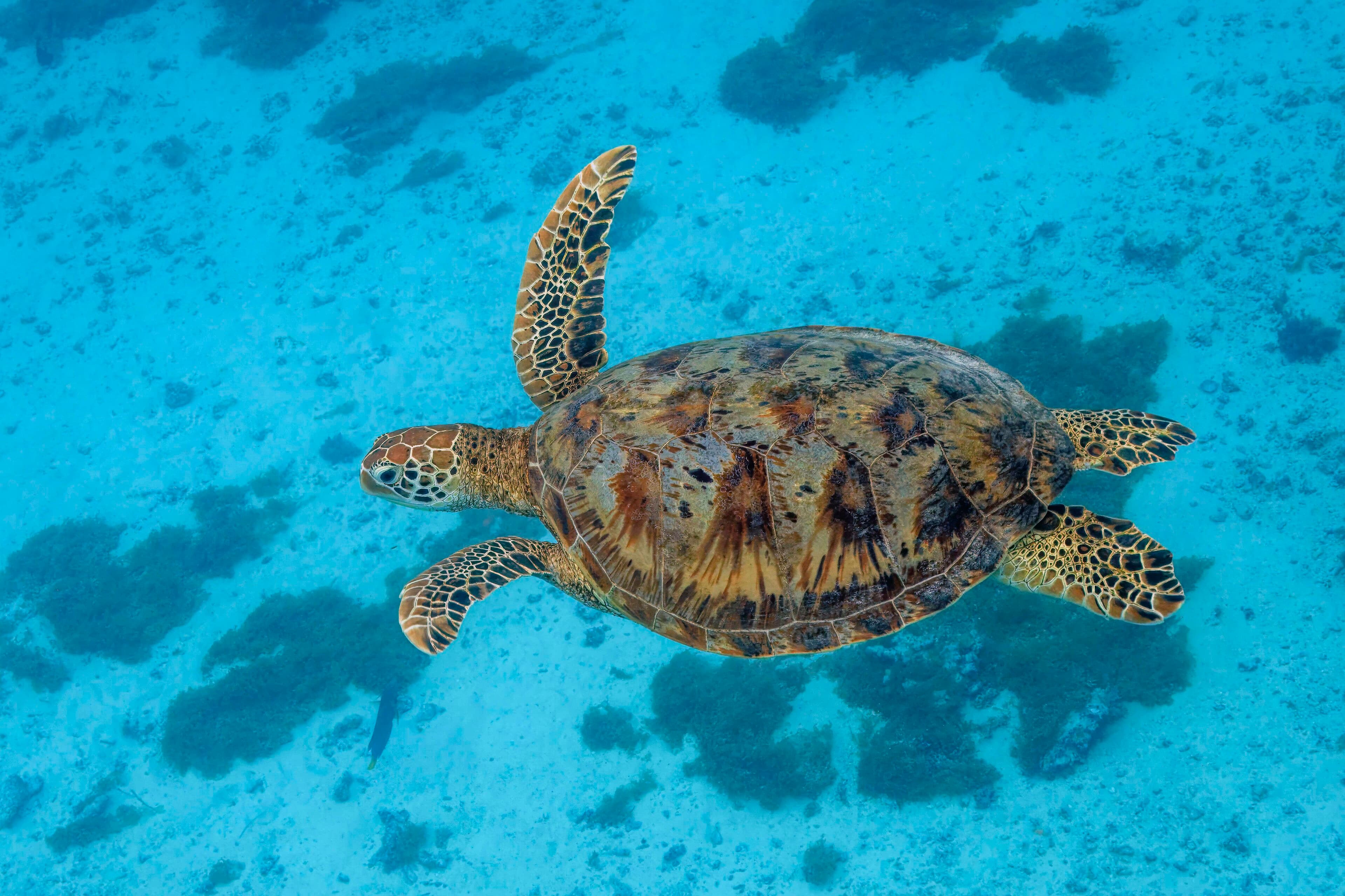 Green sea turtle swimming over a reef