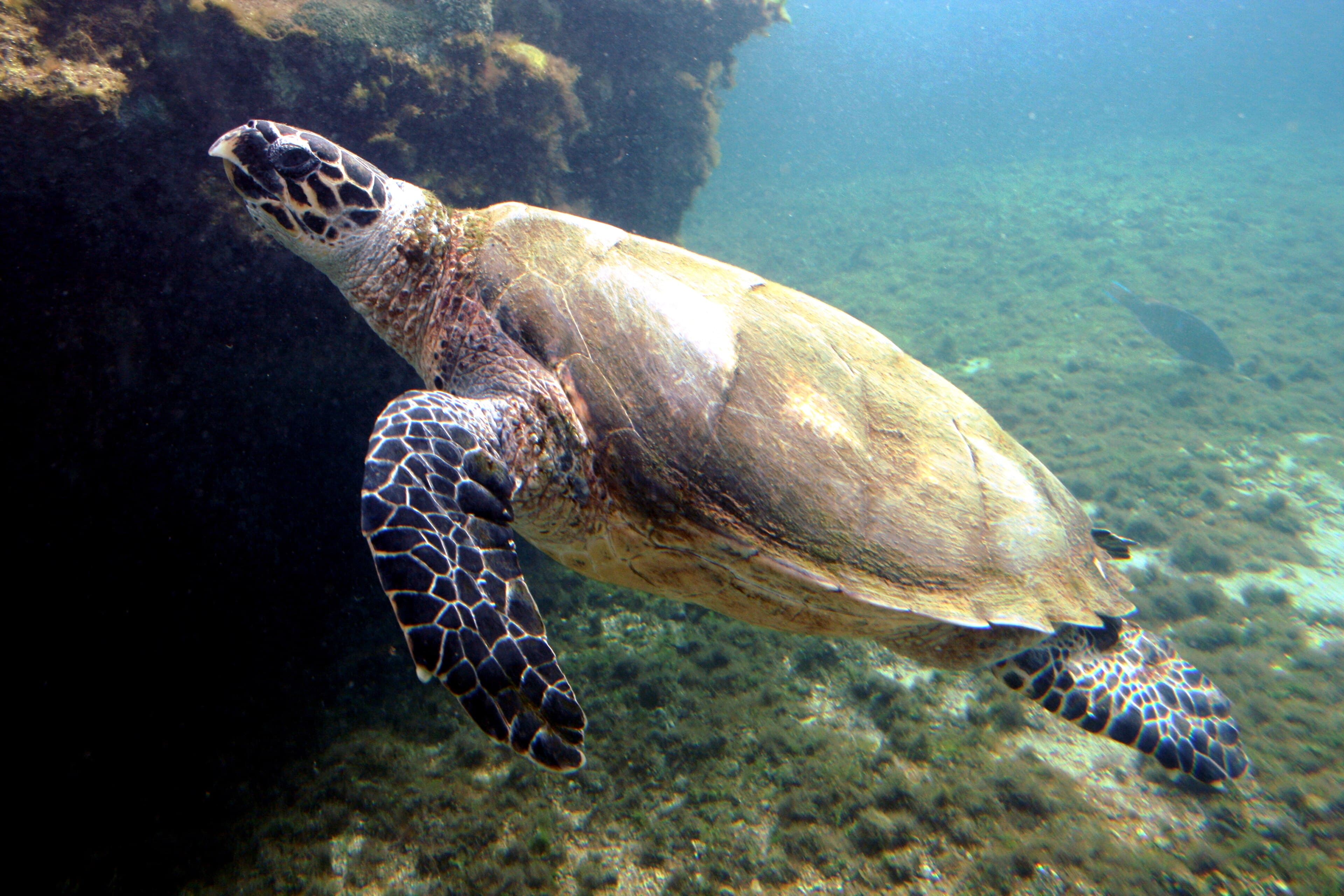 Hawksbill Sea Turtle (Eretmochelys imbricata)