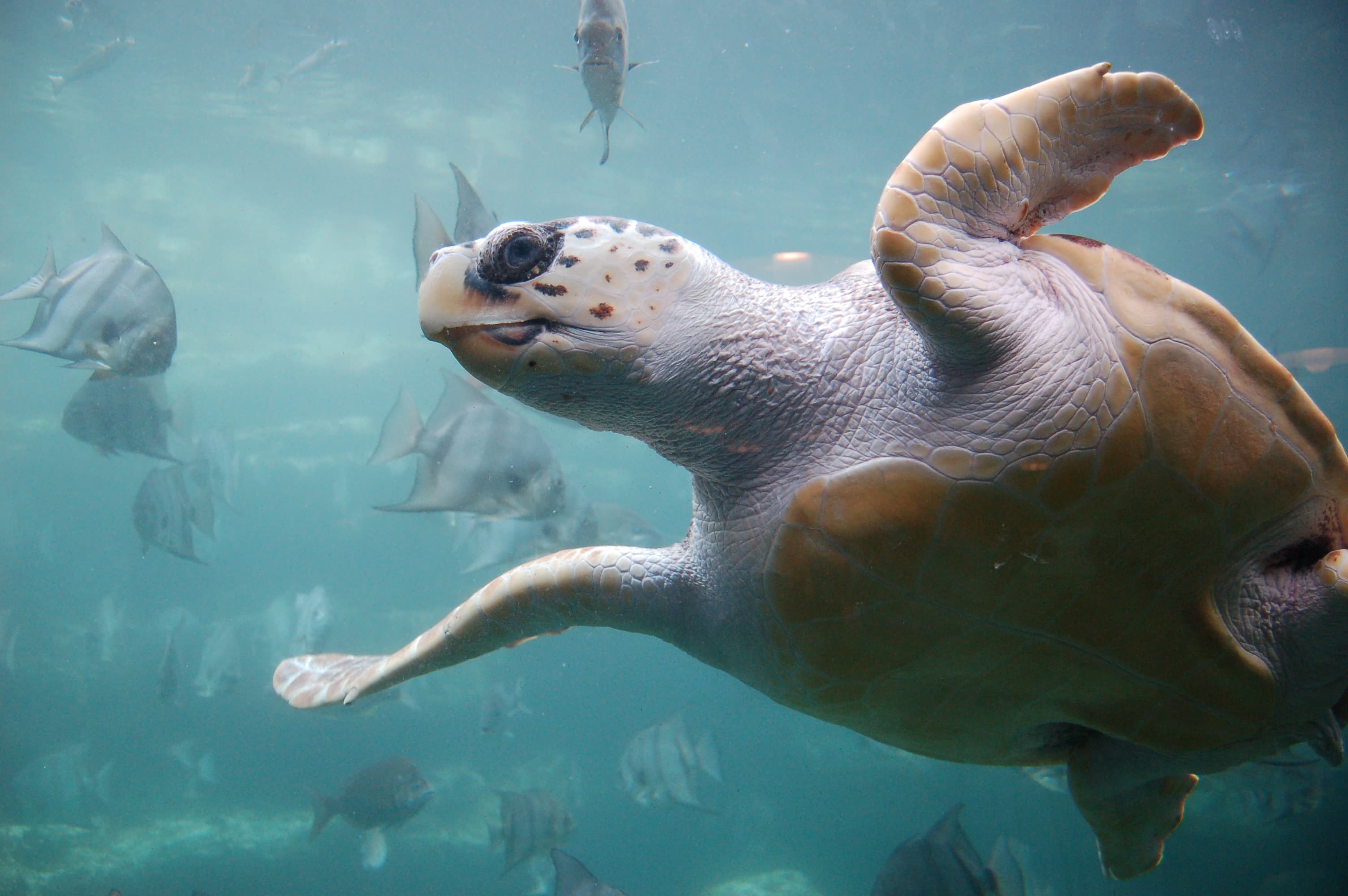 Loggerhead Sea Turtle (Caretta caretta)